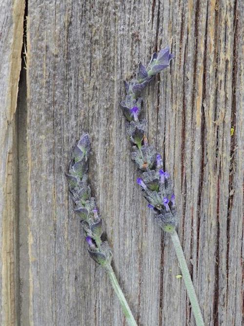 Wholesale English Lavender Delivered Online FlowerFarm